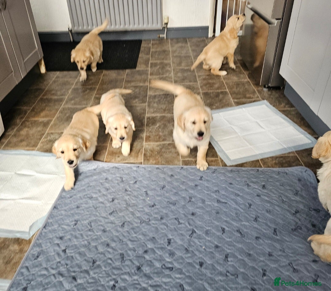 Golden Retriever dogs for sale: Ready to leave KC registered golden retriever - Image 37