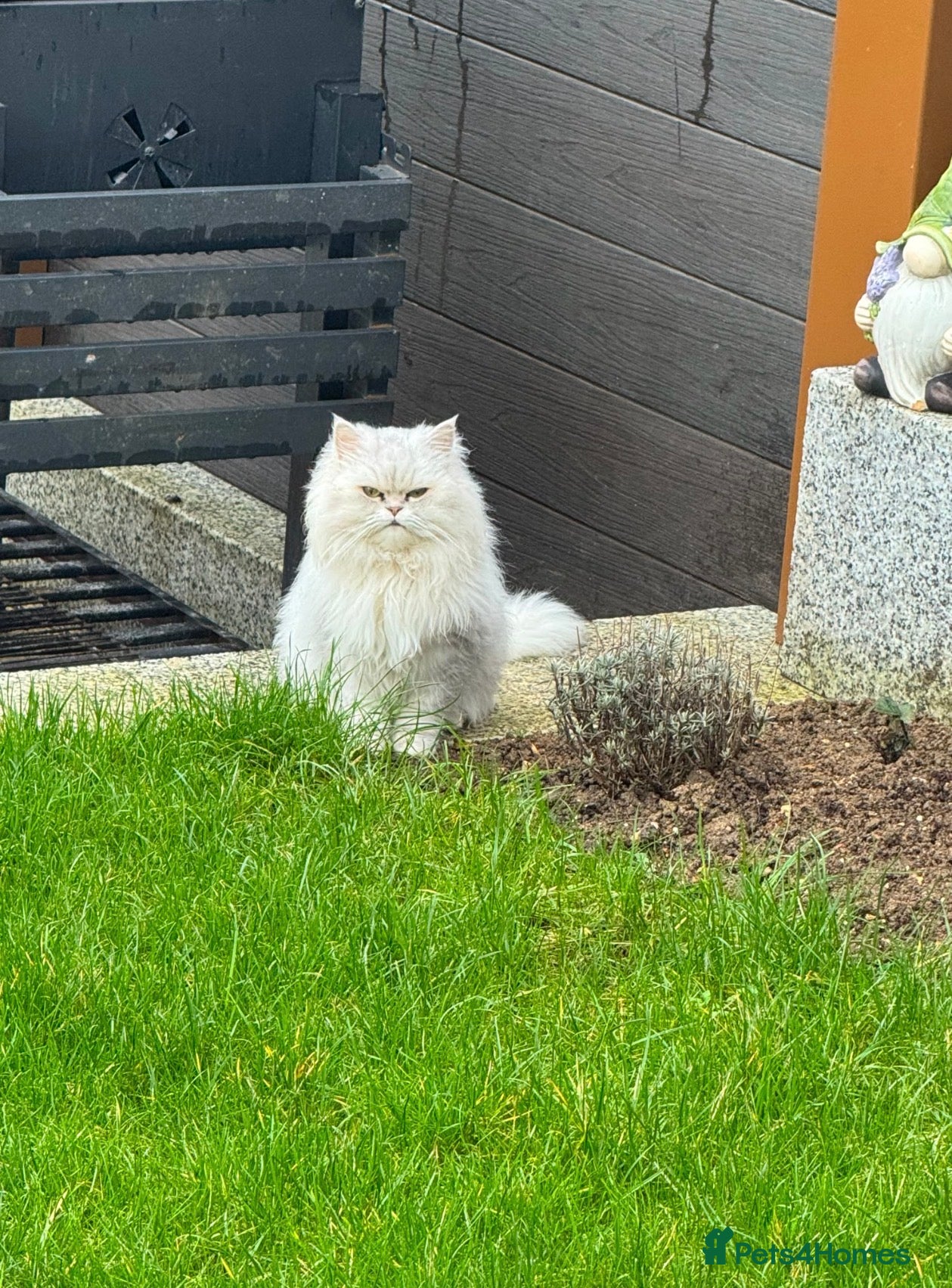 Persian cats Persian Shinshila  - Advert 1