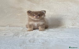 Pomsky dogs for sale: Rare lilac/tan tiny toysize Pomsky puppies - Image 1