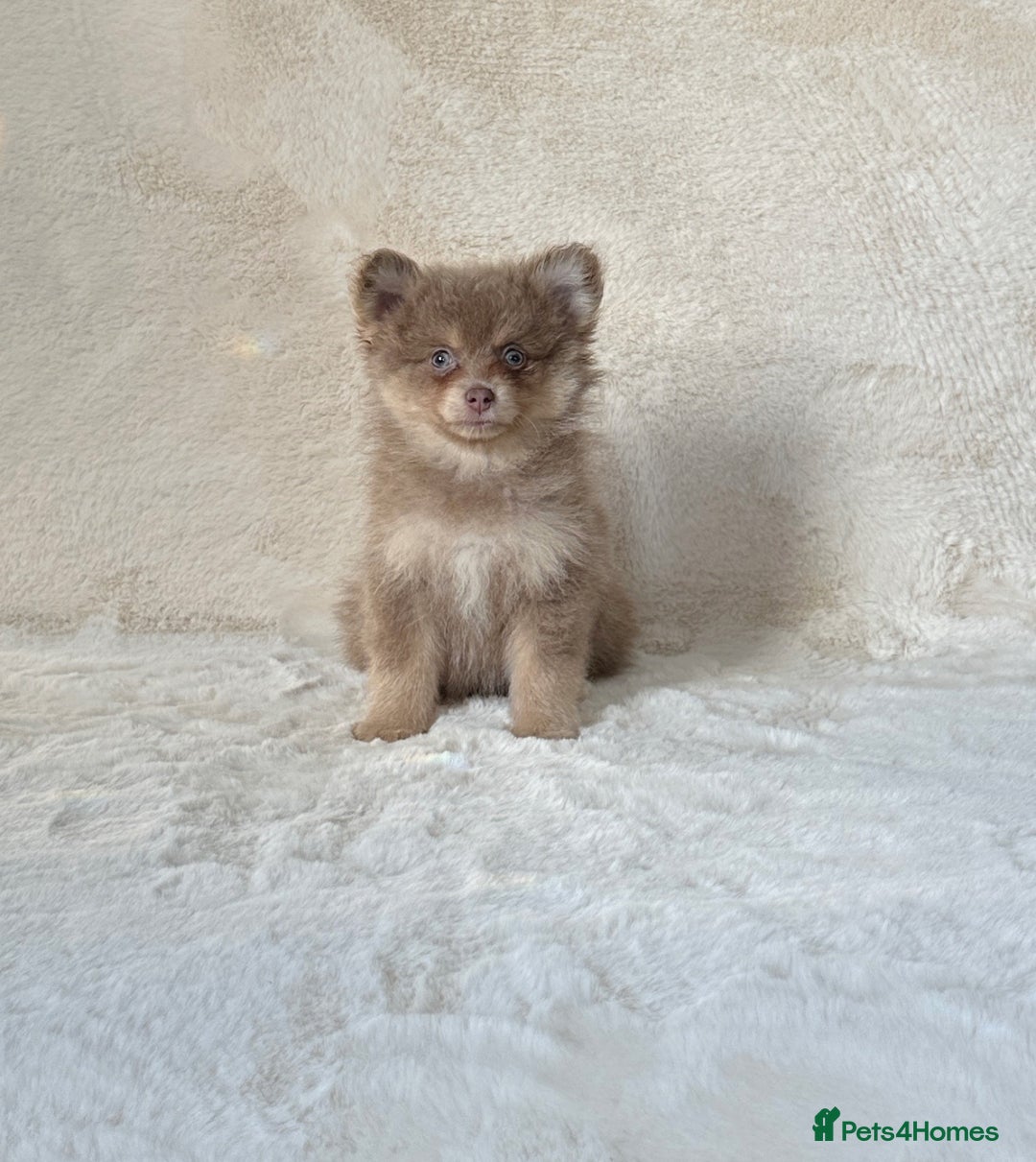 Pomsky dogs for sale: Rare lilac/tan tiny toysize Pomsky puppies - Image 1