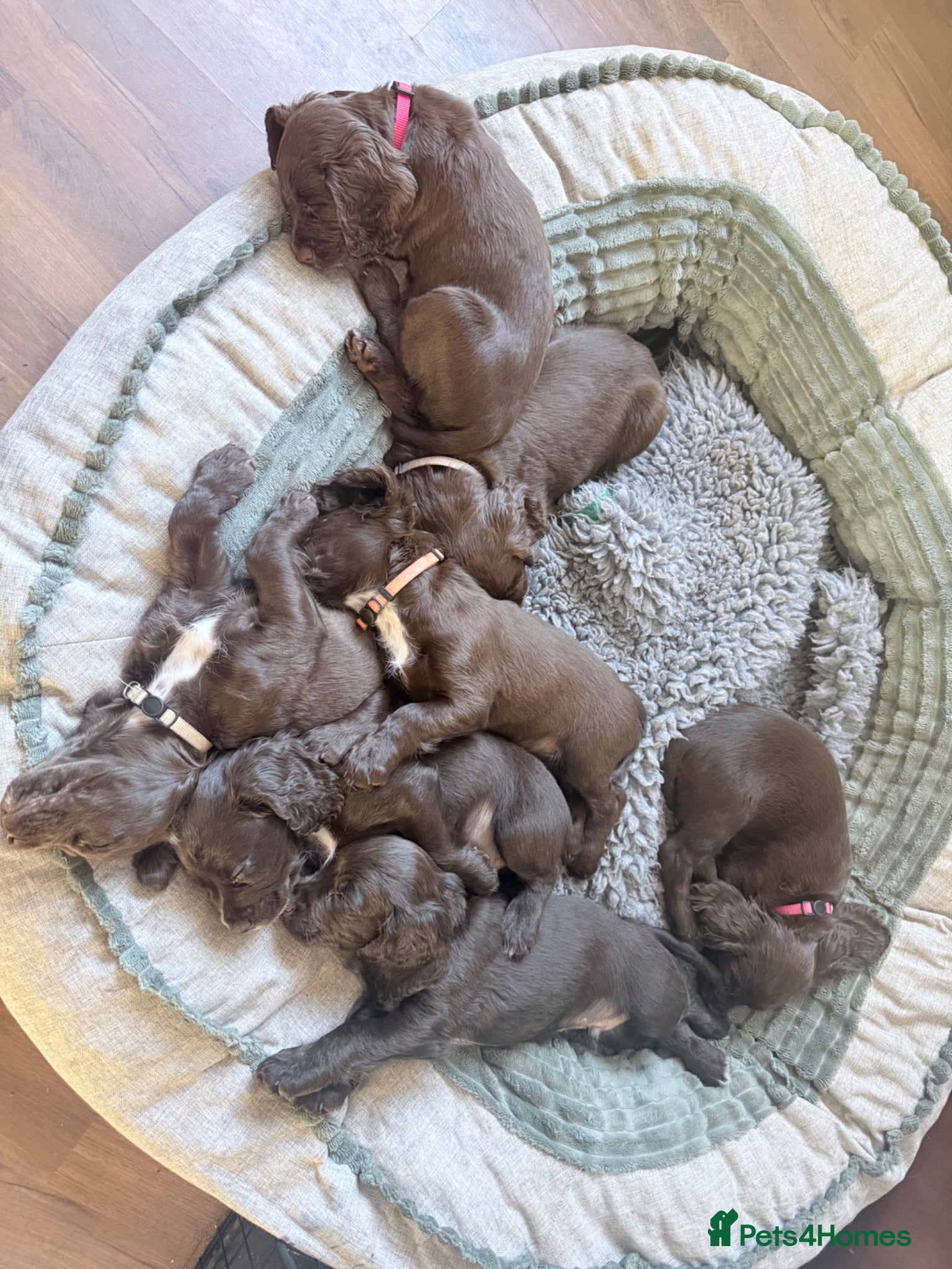 Cocker Spaniel dogs Stunning litter of KC registered Wcs  - Advert 2