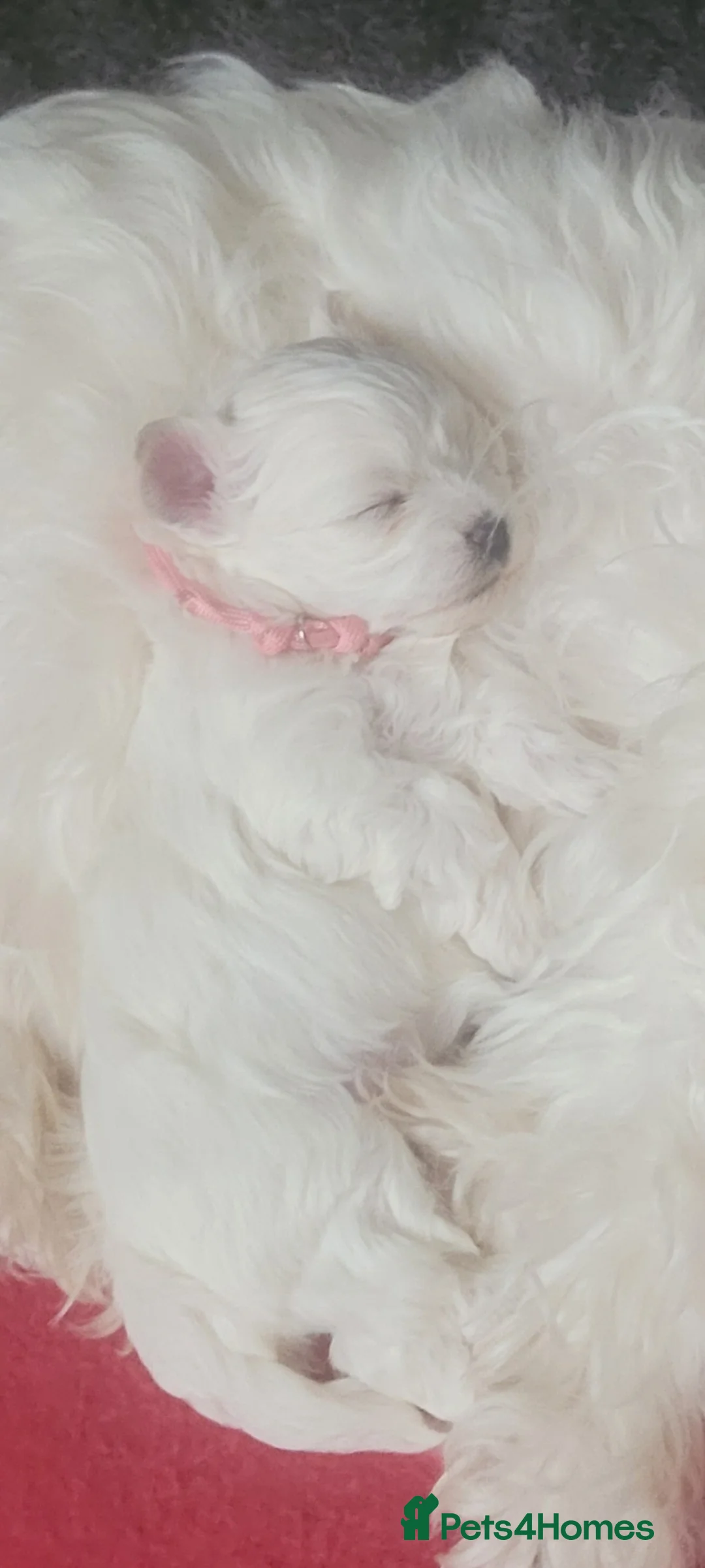 Maltese dogs for sale: Maltese puppy  in Lochgelly - Advert 1