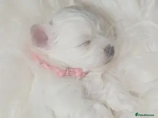 Maltese dogs Maltese puppy - Advert 1