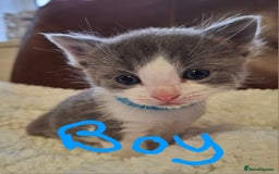 Ragdoll cats for sale: Ragdoll x BSH kittens (individually priced) - Image 9