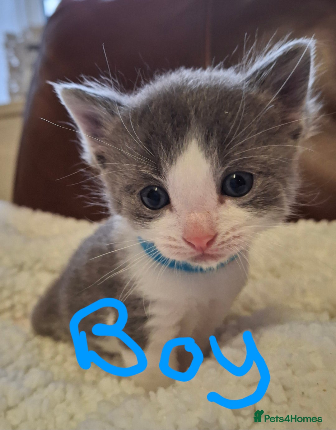 Ragdoll cats for sale: Ragdoll x BSH kittens (individually priced) - Image 9