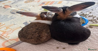 English rabbits - Advert 5