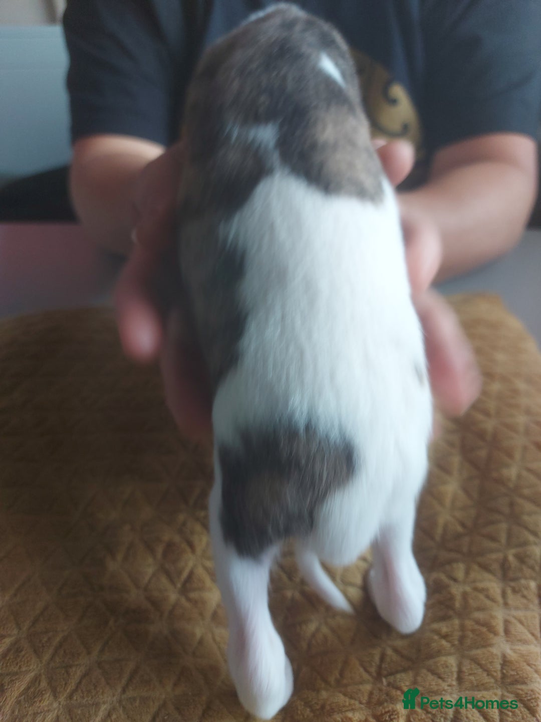 Whippet dogs for sale: Whippet Puppies - Image 2