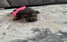 Jack Russell dogs for sale: One boy and one girl Jack Russell left  - Image 25