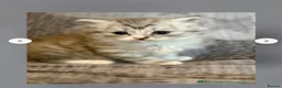 British Shorthair cats for sale: British shorthair X - Advert 3