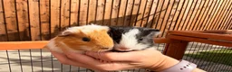 Guinea Pig rodents for sale: 2 male baby guinea pigs 6 weeks old - Advert 8
