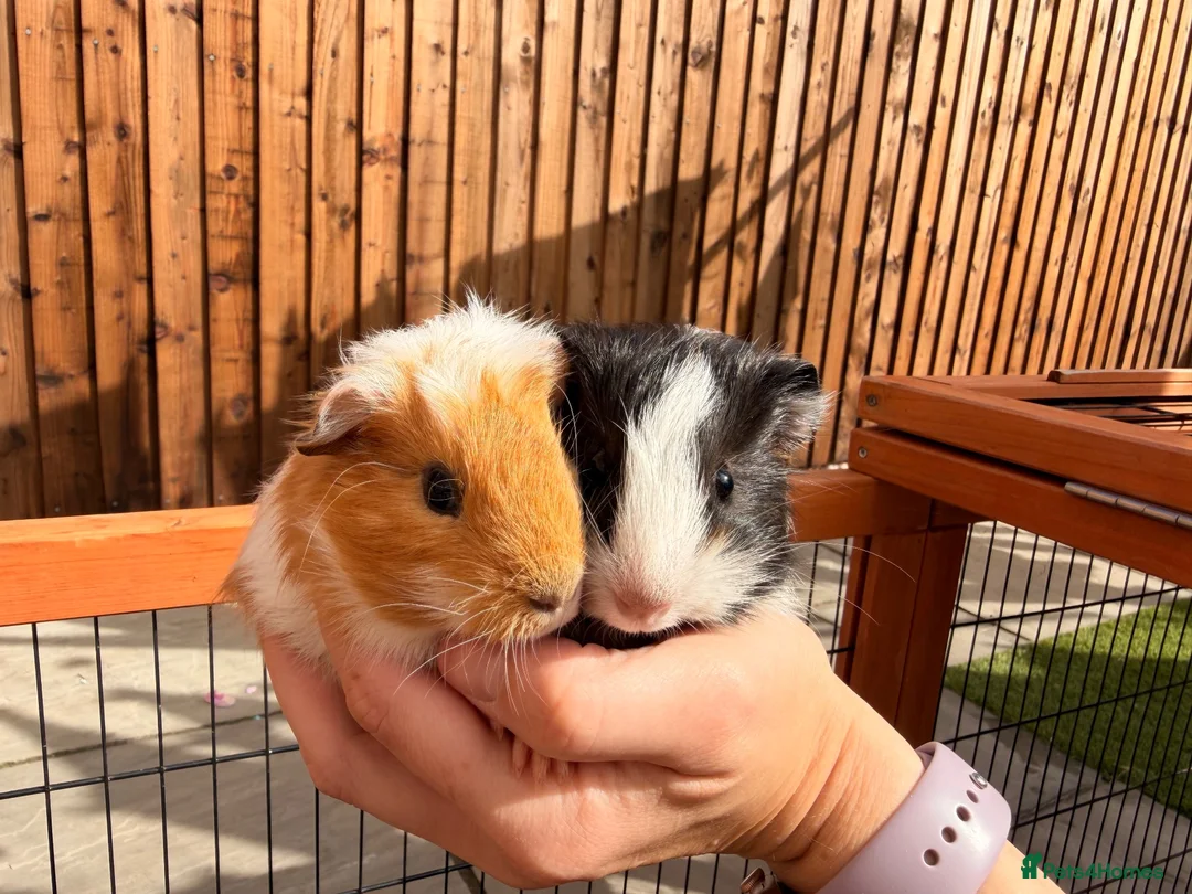 Guinea Pig rodents for sale: 2 male baby guinea pigs 6 weeks old - Advert 8