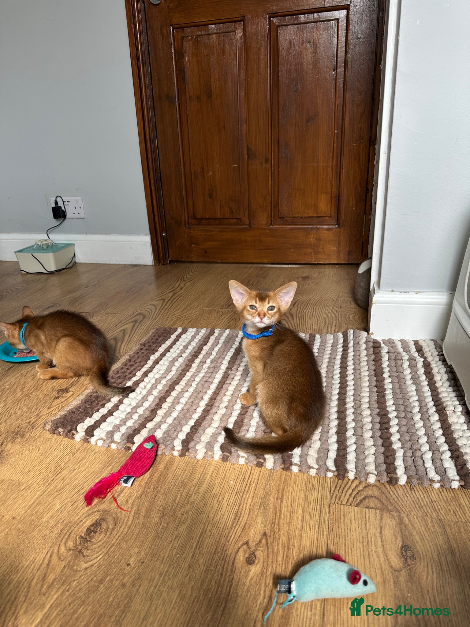 Abyssinian Kitten 1