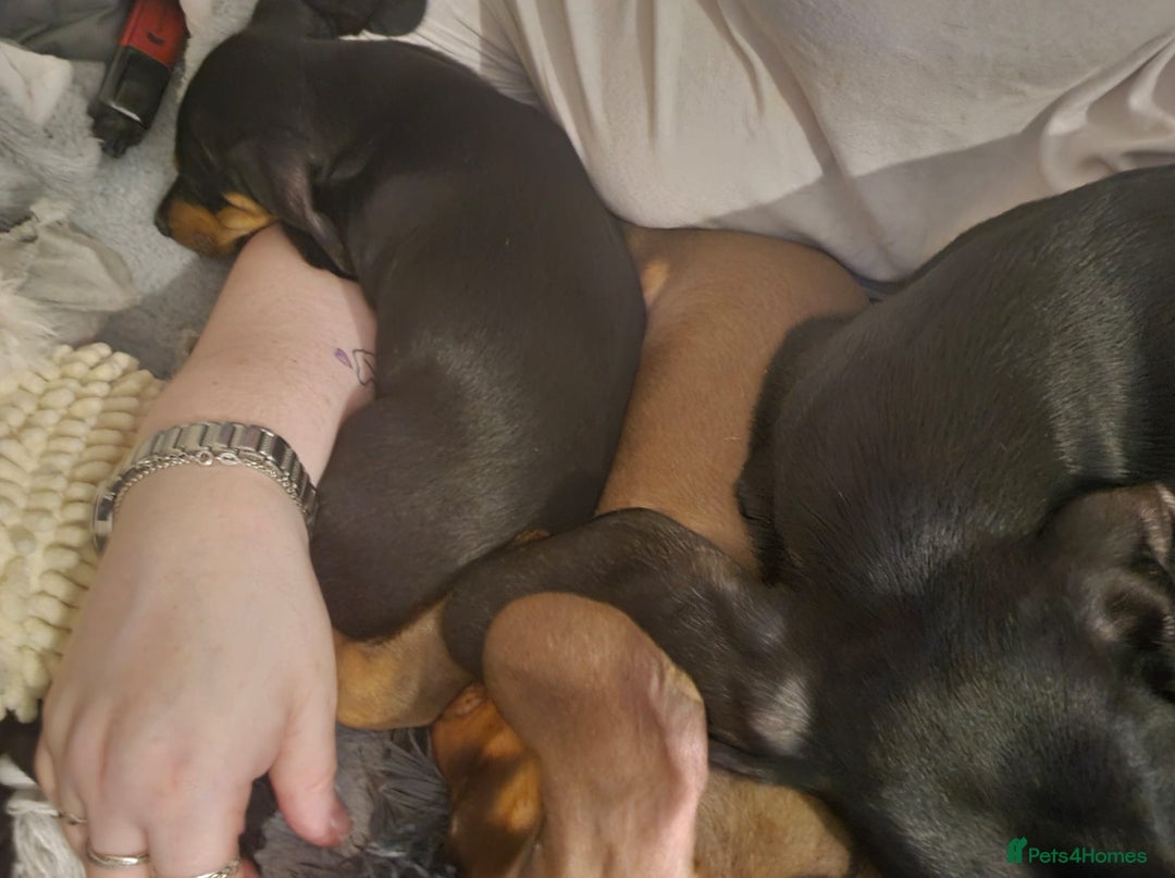 Miniature Dachshund dogs for sale: Chocolate male miniature dacshund  - Image 4