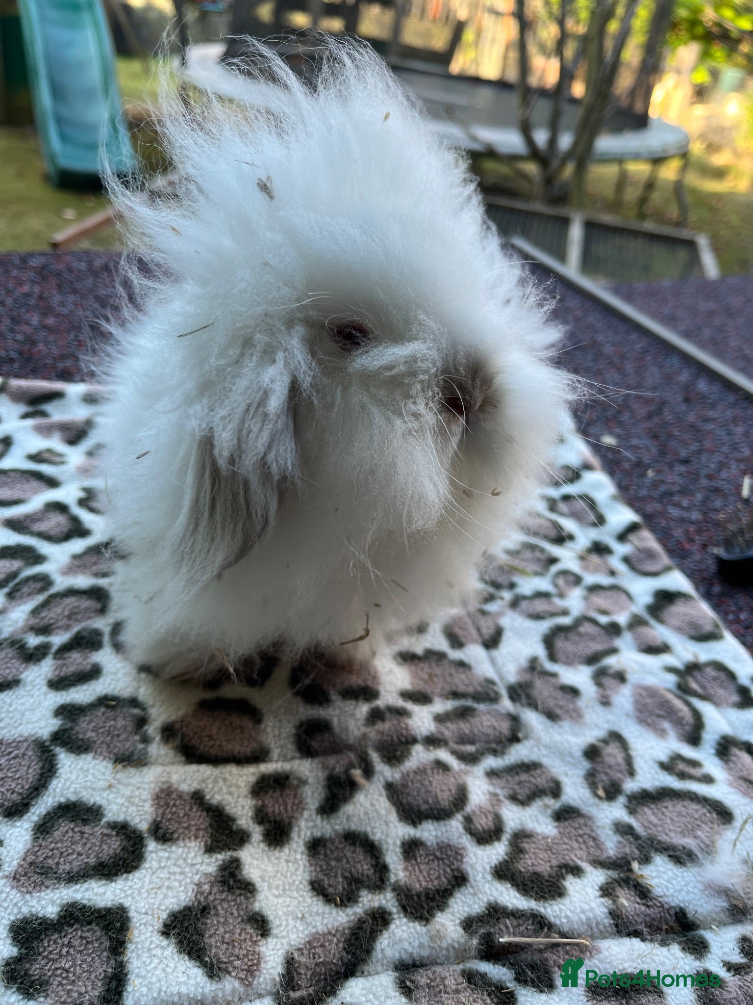 Mini Lion Lop rabbits * 1 girl left*  ready now - Advert 1