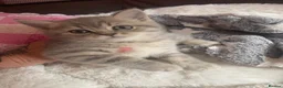 Scottish Fold cats for sale: Beautiful Scottish straights READY NOW  - Advert 2