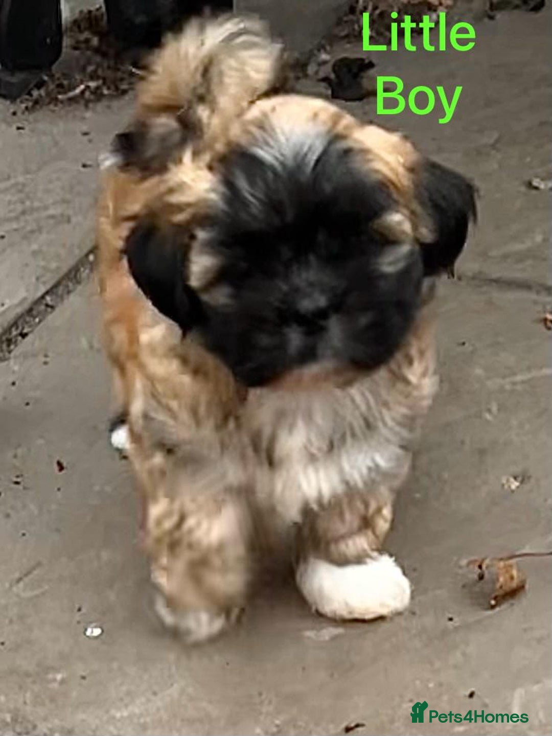 Lhasa Apso dogs for sale: Two Adorable KC Reg Puppies GPRA4 Clear - Image 4