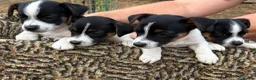 Jack Russell dogs for sale:  jack russell puppies  in Orpington - Advert 3
