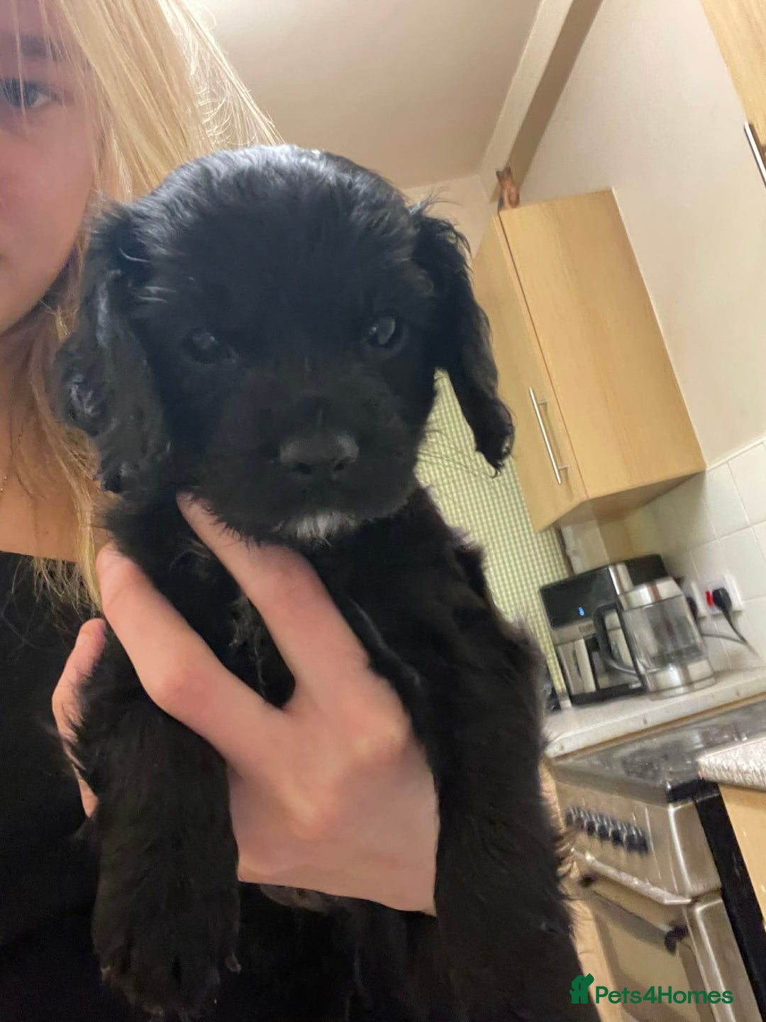 Cockapoo dogs for sale: 2 black stunning girls cockerpoos - Advert 4