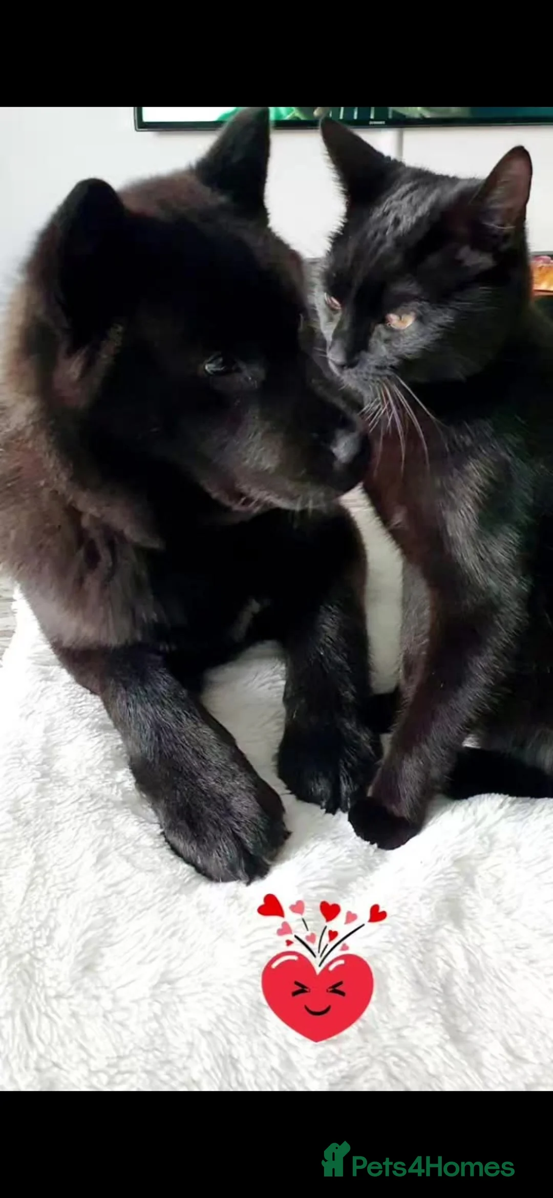 Mixed Breed dogs for sale: URGENT-LOVING FOREVER HOME NEEDED FOR LADY in Keighley - Advert 10