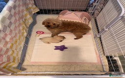 Maltipoo dogs for sale: Tea cup/ pocket puppy Maltipoo girl 🩷 - Image 15