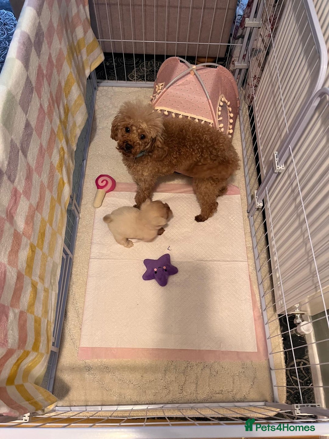 Maltipoo dogs for sale: Tea cup/ pocket puppy Maltipoo girl 🩷 - Image 15