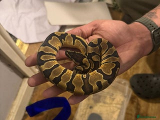 Python Snake reptiles 1 male royal python in Dunmow - Advert 2