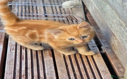 Mixed Breed cats for sale: Polydactyl mainecoon cross kittens  - Image 13