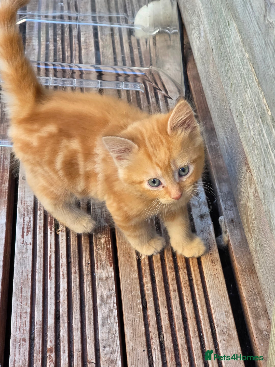 Mixed Breed cats for sale: Polydactyl mainecoon cross kittens  - Image 13