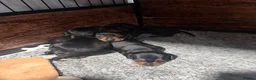 Dachshund dogs for sale: Miniature Dascshund smooth hair puppy’s  in Ilminster - Advert 20
