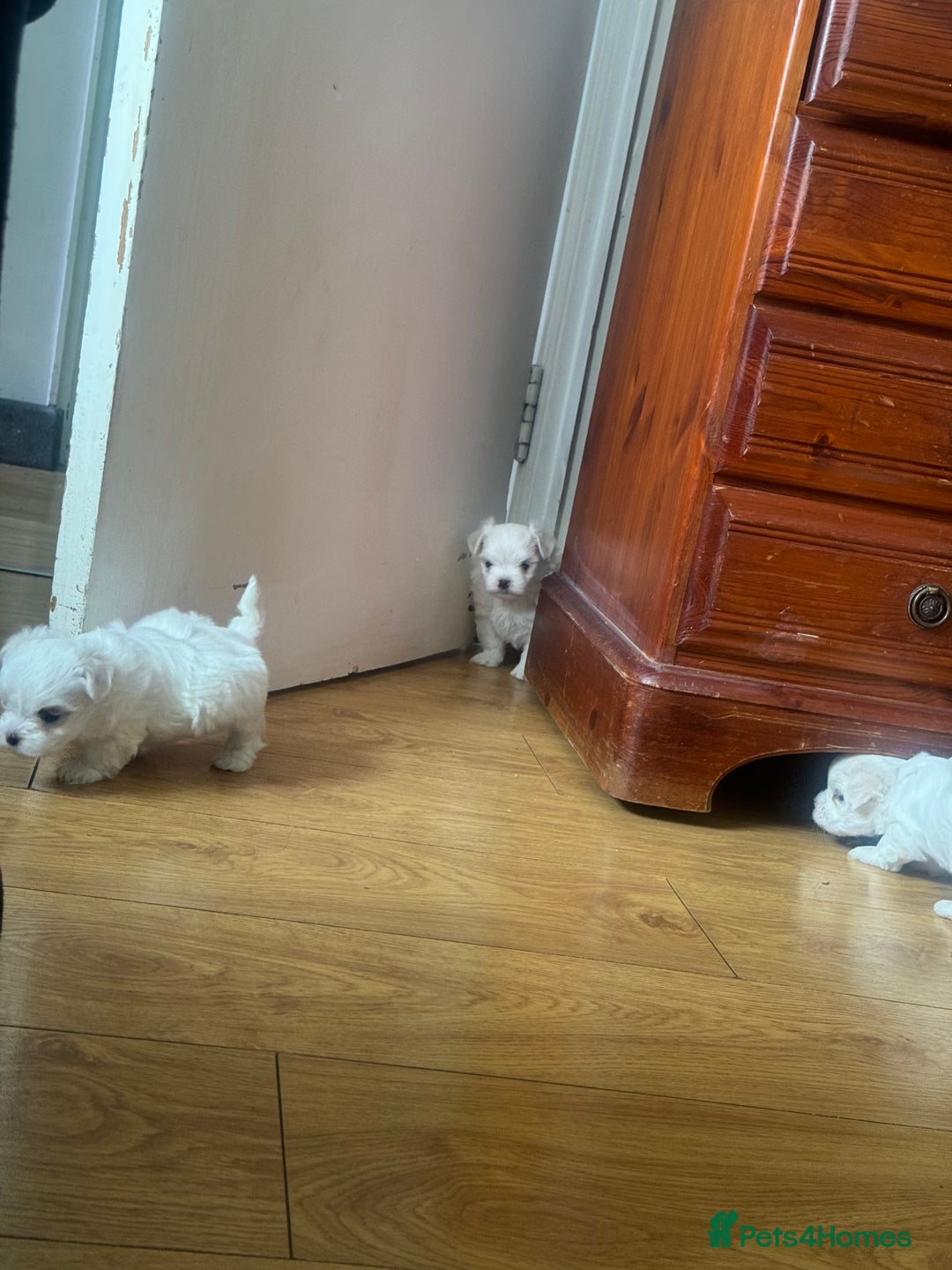 Maltese dogs for sale: Puppy  - Image 2