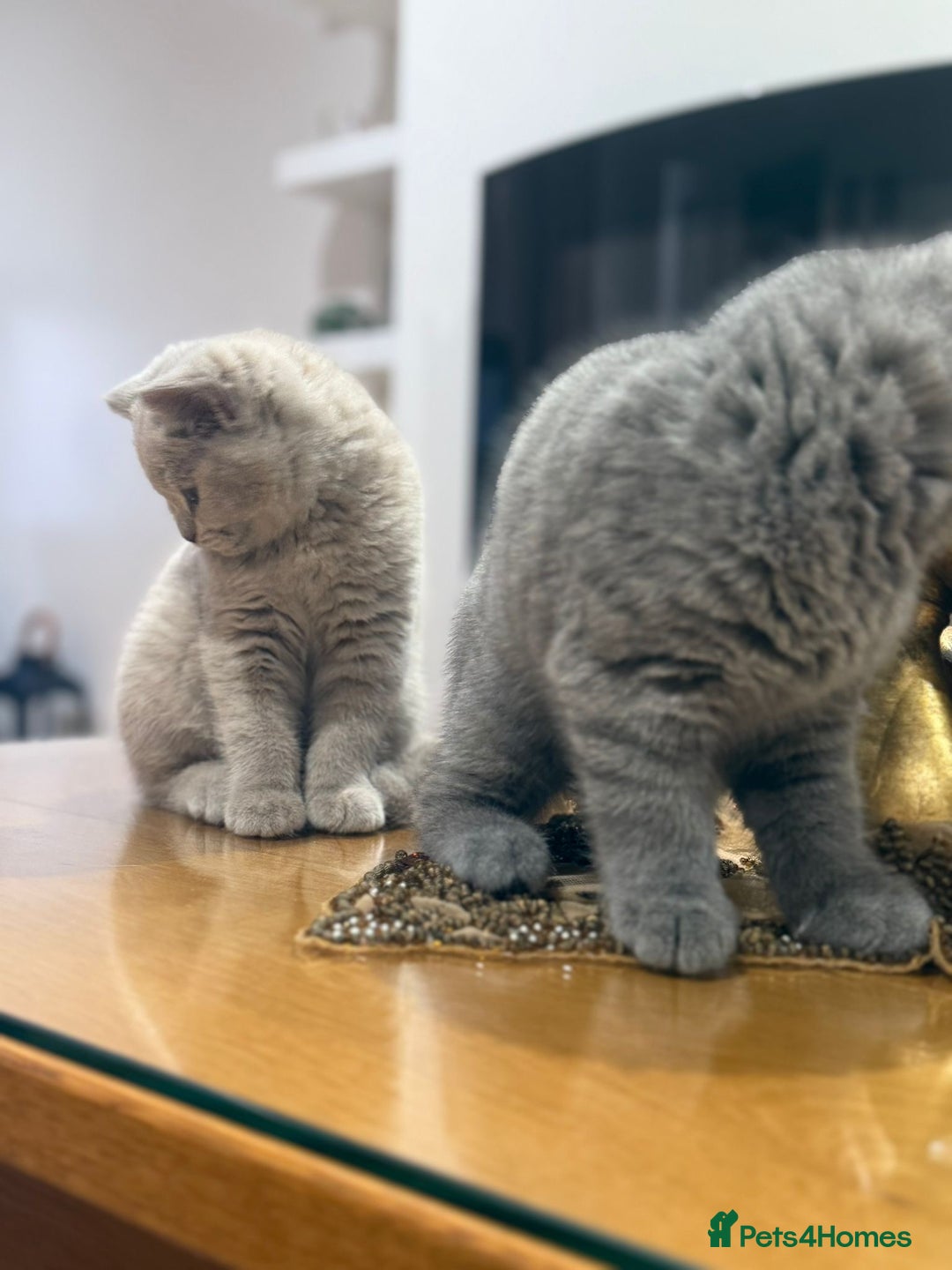 British Shorthair cats for sale: 2 female British short hair - Advert 9