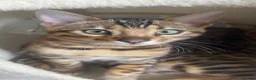 Bengal cats for sale: TICA Registered Bengal Kitten - Stunning Rosettes - Advert 1