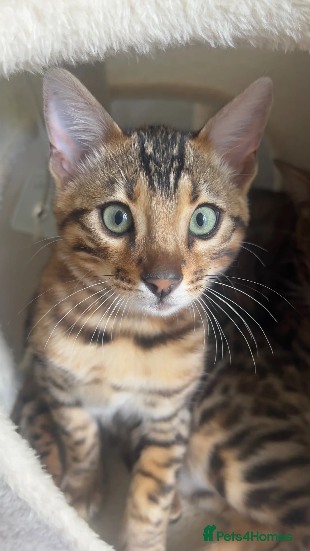 Bengal cats for sale: TICA Registered Bengal Kitten - Stunning Rosettes - Advert 1