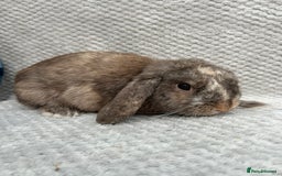 Mini Lop rabbits for sale: 3 handsome young boy rabbits - Image 6