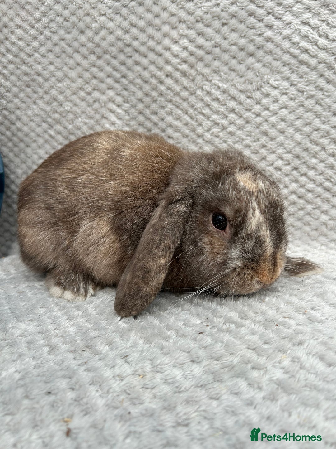 Mini Lop rabbits for sale: 3 handsome young boy rabbits - Image 6