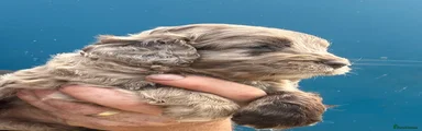 Cockapoo Puppy 1-sold