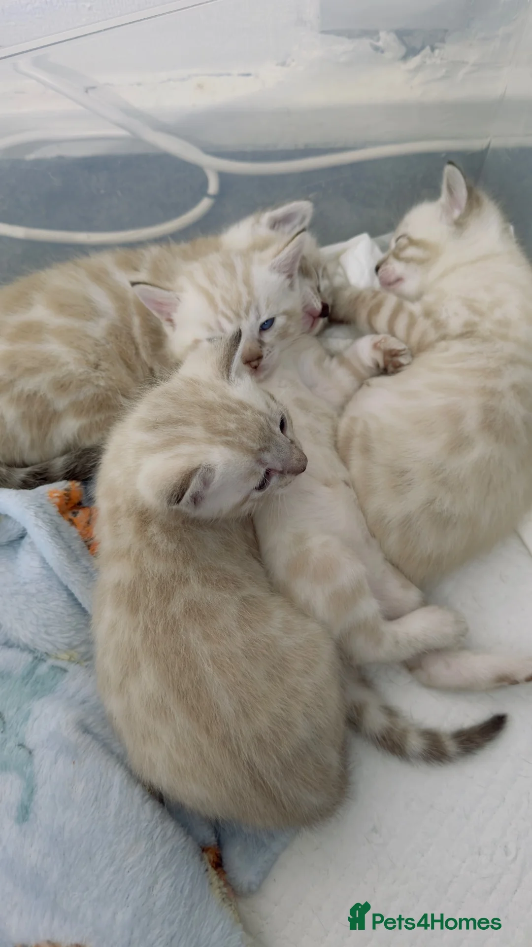 Mixed Breed cats for sale: Beautiful Snow White Bengal Kittens - Advert 5