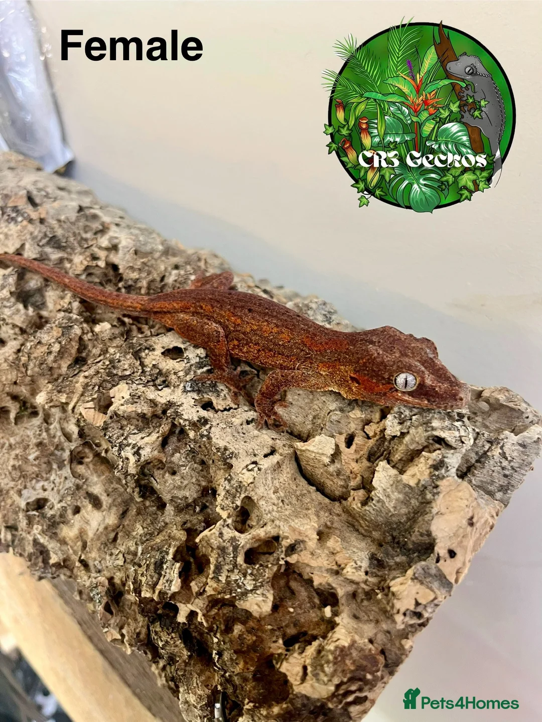 Gecko reptiles for sale: Crested gecko and gargoyles male and female  - Advert 2