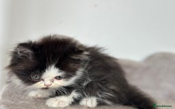 Persian cats for sale:  1 boy left !Adorable  Persian kittens available  - Image 11