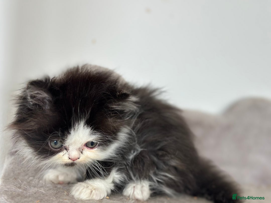 Persian cats for sale:  1 boy left !Adorable  Persian kittens available  - Image 11