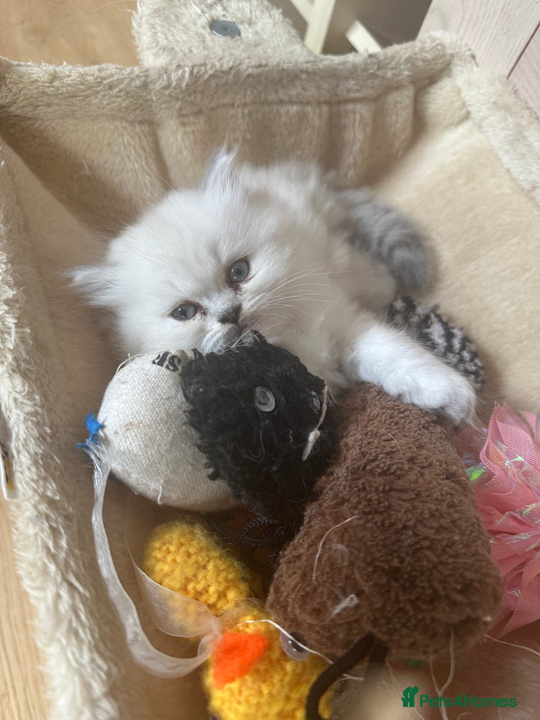Persian cats for sale: 2 beautiful  persian pedigree chinchilla kittens - Image 5