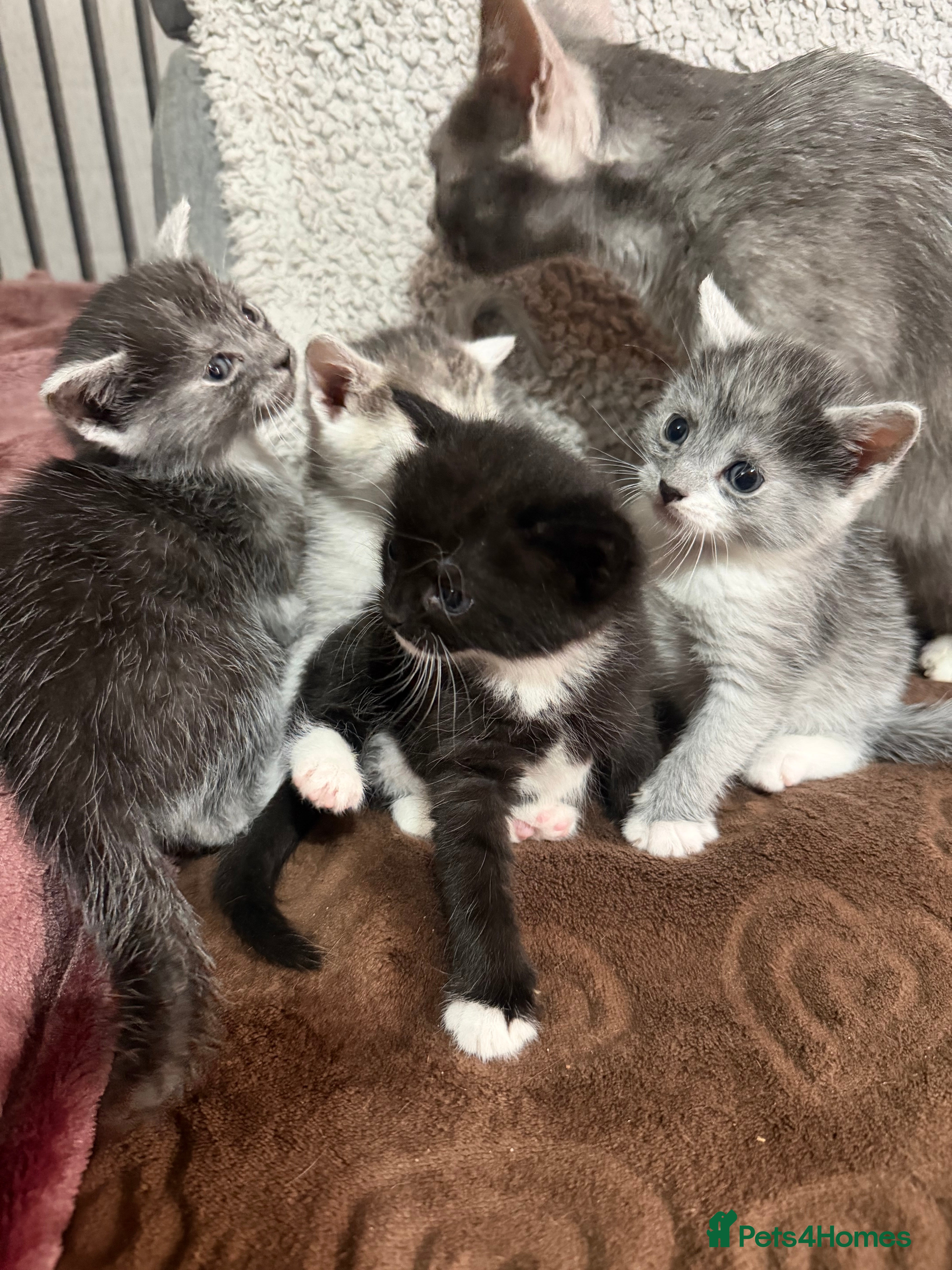 Russian Blue cats Kittens  - Advert 5