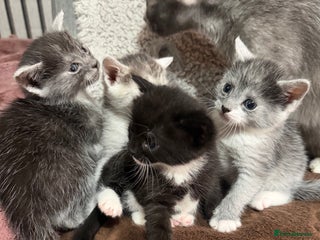 Russian Blue cats Kittens - Advert 2