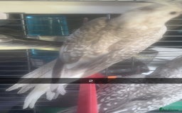 Cockatiels birds for sale: Baby cockatiel for sale mixed prices  - Image 7