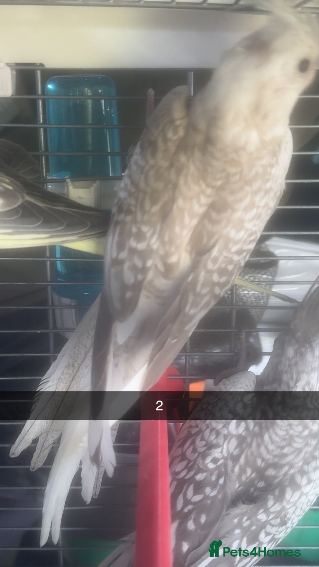 Cockatiels birds for sale: Baby cockatiel for sale mixed prices  - Image 7