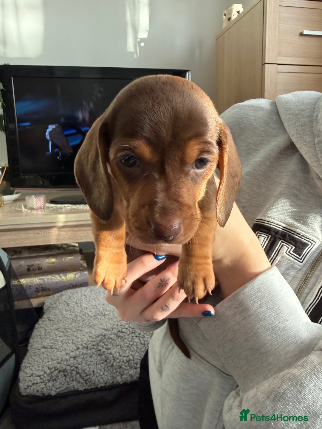 Miniature Dachshund dogs for sale: Miniature Dachshund's   - Advert 35