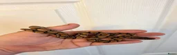 Boa Snake reptiles for sale: Young Brazilian rainbow boa snake - Advert 5