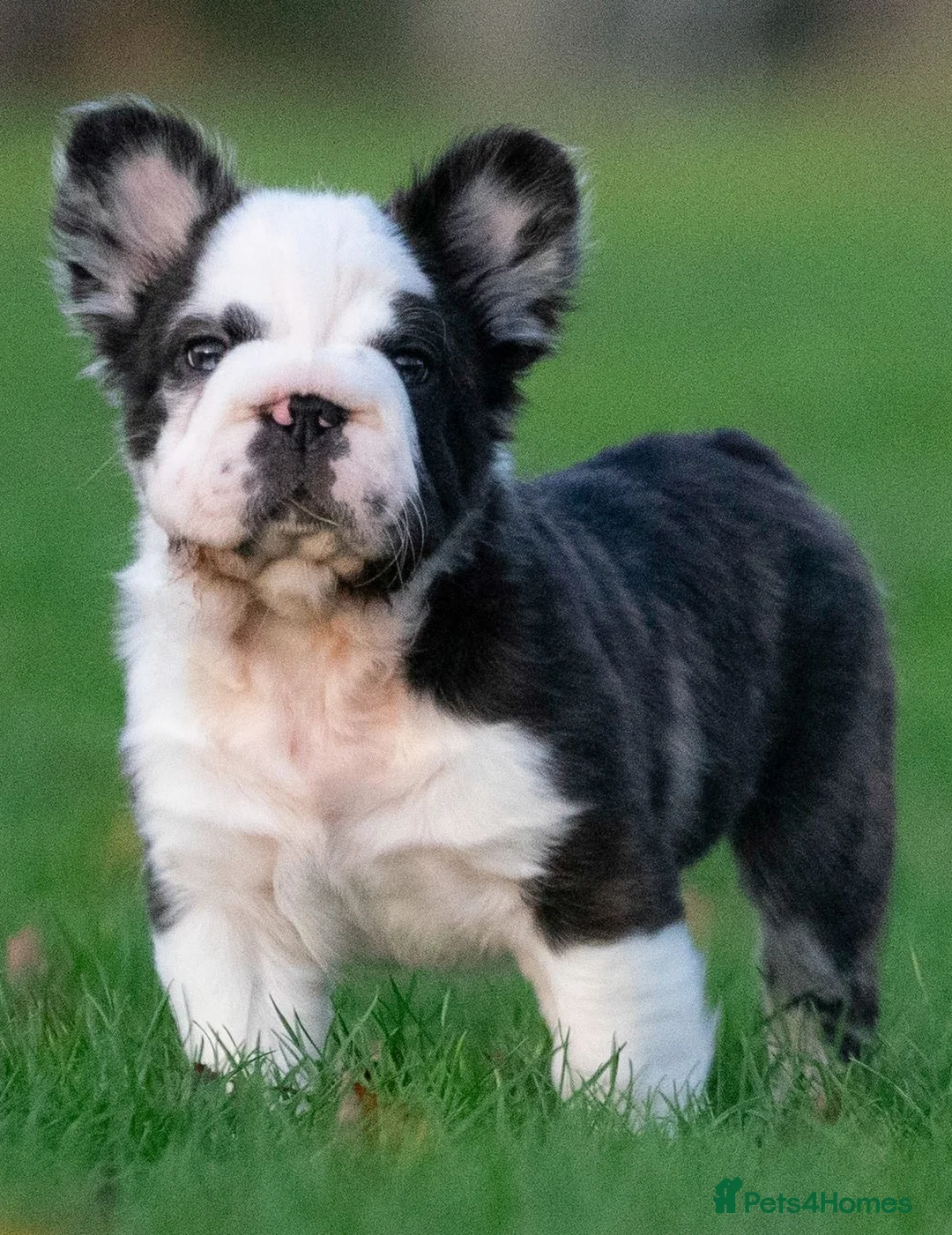 French Bulldog dogs for sale: Big rope full fluffy panda French bulldog male  - Advert 1