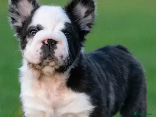 French Bulldog dogs Big rope full fluffy panda French bulldog male - Advert 1