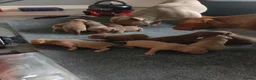American Bully dogs for sale: Pocket bully puppies in Antrim - Advert 27